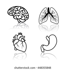 Brain, bronchi,heart and stomach vector isolated on white background. Line art.