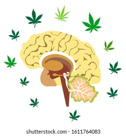 Brain with cannabis isolated in white background illustrated  in vector format 