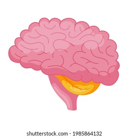 Brain cartoon icon. Encephalon, cerebrum, cerebral cortex anatomy clipart. Human organ, nervous system part. Alzheimers, dementias, mental disorders, stroke. Vector medical illustration on white.