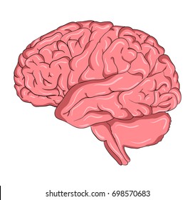 Brain cartoon  vector symbol icon design. Beautiful illustration isolated on white background
