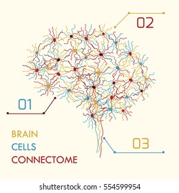 Brain cells connectome concept. Stock vector illustration of neurons forming a complex map for mind and thinking. Medicine and biology collection