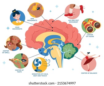 Brain Center of Functions Illustration. Functional areas of the human brain. svg