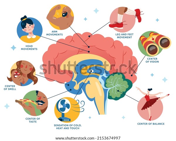 Brain Center of Functions Illustration. Functional\
areas of the human\
brain.
