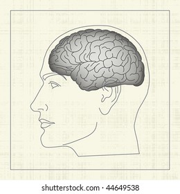 Brain, Cerebral Hemisphere Inside Human Head, Profile