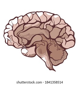 Brain, cerebrum, encephalon in section anatomical hand drawn icon. Brainstorming, mind, mentality, intellection, brainpower concept. Vector healthcare illustration isolated on white background.