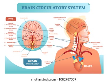 Brain circulatory system anatomical vector illustration diagram. Human brain blood vessel network scheme. Blood cycle from heart to brains.