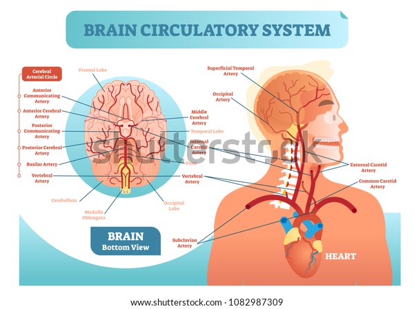 Brain circulatory system anatomical vector\
illustration diagram. Human brain blood vessel network scheme.\
Blood cycle from heart to\
brains.