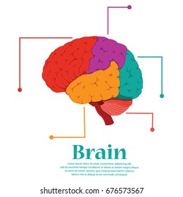 Brain colorful human  for medical design. Vector, illustration