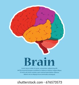 Brain colorful human  for medical design. Vector, illustration