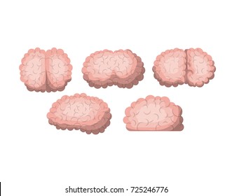 brain colorful silhouettes several views vector illustration