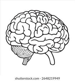 brain continuous one line drawing, Continuous one line drawing of human brain