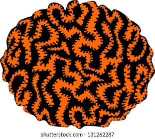 Brain Coral