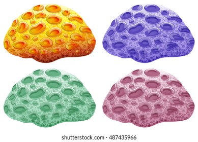 Brain coral in four colours