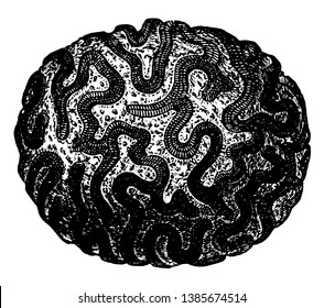 Brain Coral with soft parts, vintage line drawing or engraving illustration.