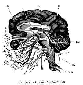 Das Gehirn und die Schädelnerven, die zum Teil in Sektion und zum Teil in Seitenansicht, Vintage-Linienzeichnung oder Gravitation-Illustration gesehen werden.