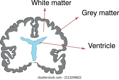 brain cross section. white and grey matter