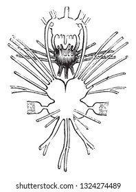 Brain of the cuttlefish, Seen from above, vintage engraved illustration. From Zoology Elements from Paul Gervais.