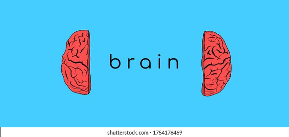 The brain is divided in half. In between the word "brain". Difference between the left and right hemispheres. Vector illustration. Neural connections, amazing organ