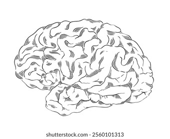 Brain drawing, hand drawn vector illustration.