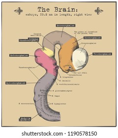 The Brain Of The Embryo. 