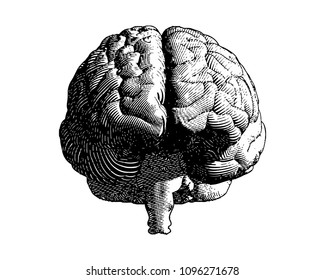 Brain engraving monochrome drawing front view illustration with flow line vintage art style isolated on white background