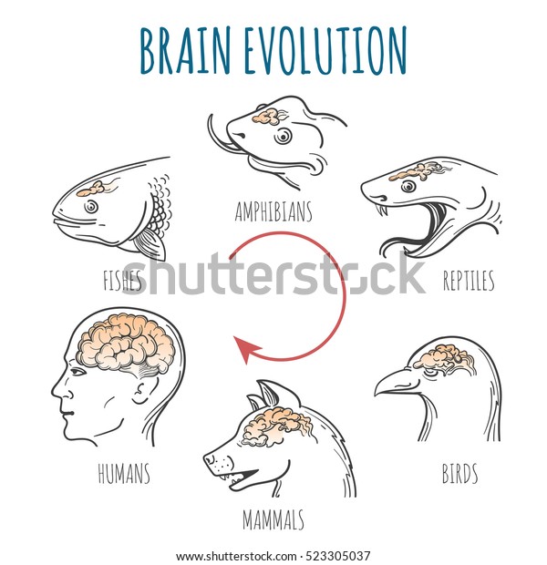 Brain\
Evolution from fishes to human. Heads of fish, amphibian, reptile,\
bird, dog and homo sapience. vector\
illustration.