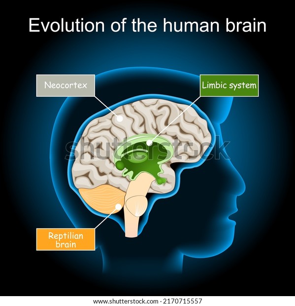 Brain Evolution Reptilian Brain Limbic System Stock Vector (Royalty ...