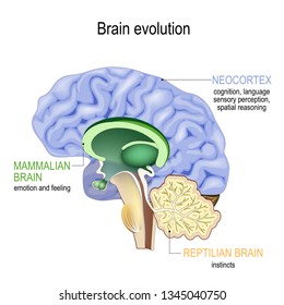 Brain evolution. Triune brain: Reptilian complex (basal ganglia for instinctual behaviours), mammalian brain (septum, amygdalae, hypothalamus, for feeling) and Neocortex (cognition, language)