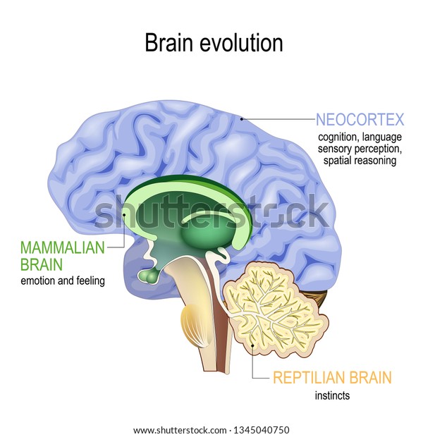 Reptilian brain vs mammalian brain