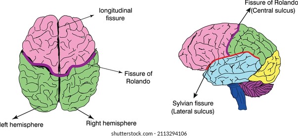 brain fissure diagram. Sylvian, rolando,longitudinal sulcus