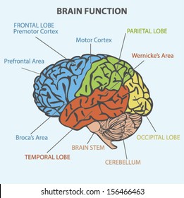 BRAIN FUNCTION DIAGRAM