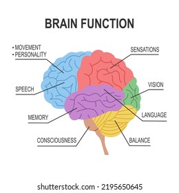 Brain function diagram infographic in flat design on white background.