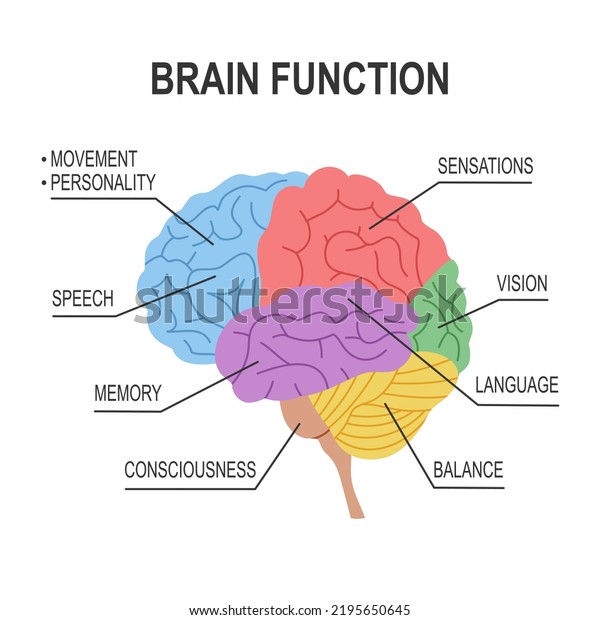 Brain Function Diagram Infographic Flat Design Stock Vector (Royalty ...