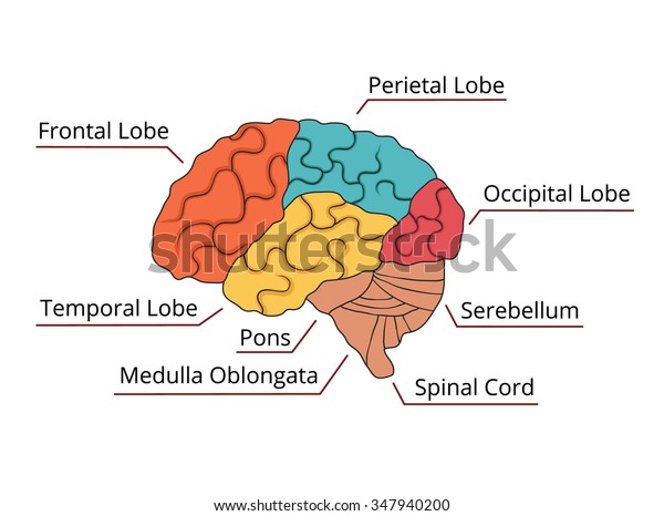 Brain Function Diagram Vector Illustration Stock Vector (Royalty Free ...