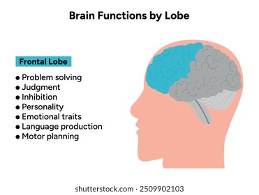 O cérebro funciona pelo lobo. Lóbulo frontal