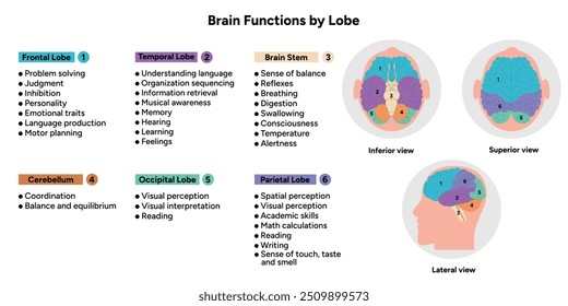 Funciones cerebrales por lóbulo. Información médica y diagrama