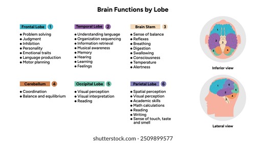 Funciones cerebrales por lóbulo. Información médica y diagrama