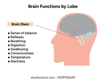 Brain functions by lobe. Brain stem
