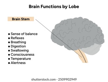 O cérebro funciona pelo lobo. Tronco cerebral