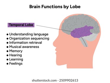 Brain functions by lobe. Temporal lobe
