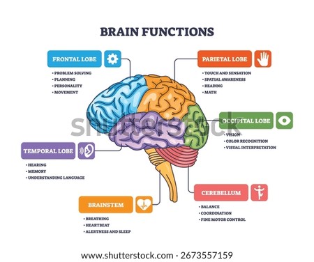 Brain functions are illustrated with labeled lobes, highlighting cortex, brainstem, and cerebellum roles. Outline diagram