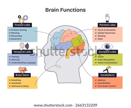 Brain functions are illustrated with labeled brain regions, highlighting lobes, stem, and cerebellum in a simple, clear layout. Doodle style diagram
