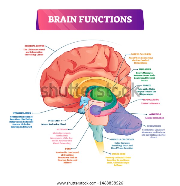 Brain functions vector illustration. Labeled\
explanation head organ parts scheme. Inner side view with\
educational section description. Cerebral cortex, hypothalamus,\
spinal cord and thalamus\
diagram.