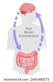 Brain gut connection axis. Small large intestine signals enteric, nervous system. Gray body. Gut sensor is connected to the vagus nerve. Serotonin production. Illustration vector	