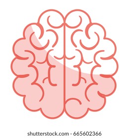 brain halves flat