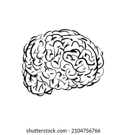 Brain hand drawing isolated. Brains Engraving vector illustration