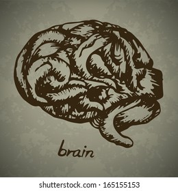 Brain Hand drawn outline artwork, Vector