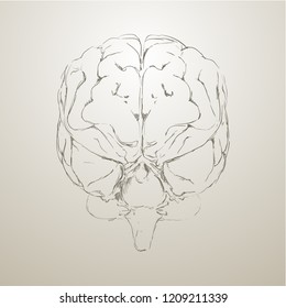 Brain hand drawn vector illustration in front view, eps 10