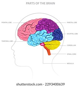 The brain has several key parts including the cerebrum, cerebellum, brainstem, and limbic system, each with unique functions and roles.