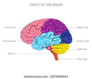 El cerebro tiene varias partes clave, entre ellas el cerebro, el cerebelo, el tronco cerebral y el sistema límbico, cada una con funciones y roles únicos.